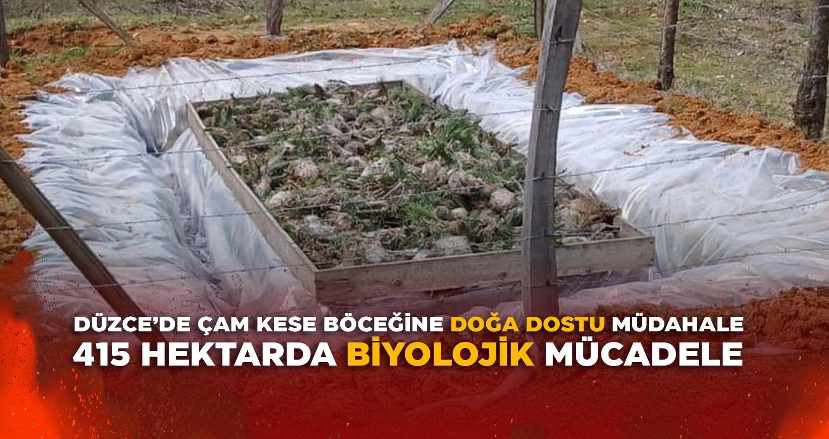 D&Uuml;ZCE&rsquo;DE &Ccedil;AM KESE B&Ouml;CEĞİNE DOĞA DOSTU M&Uuml;DAHALE