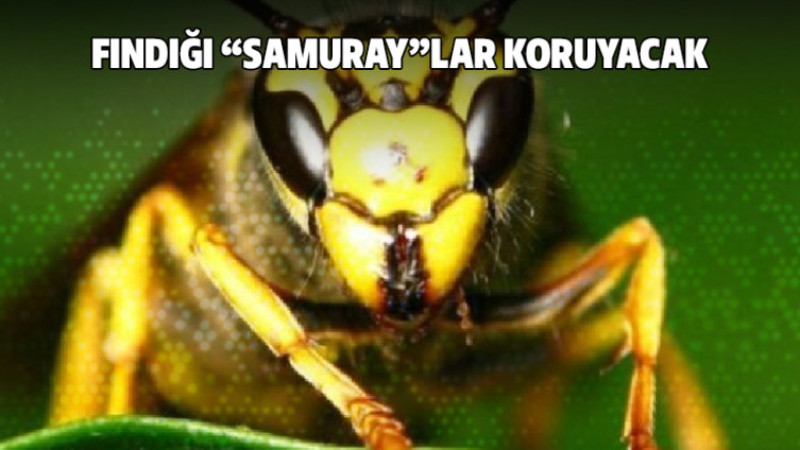 Fındığı 'Samuray'lar Koruyacak