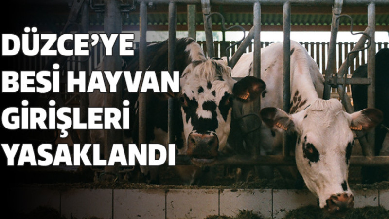 Düzce'de Hayvan Pazarı Kapatıldı