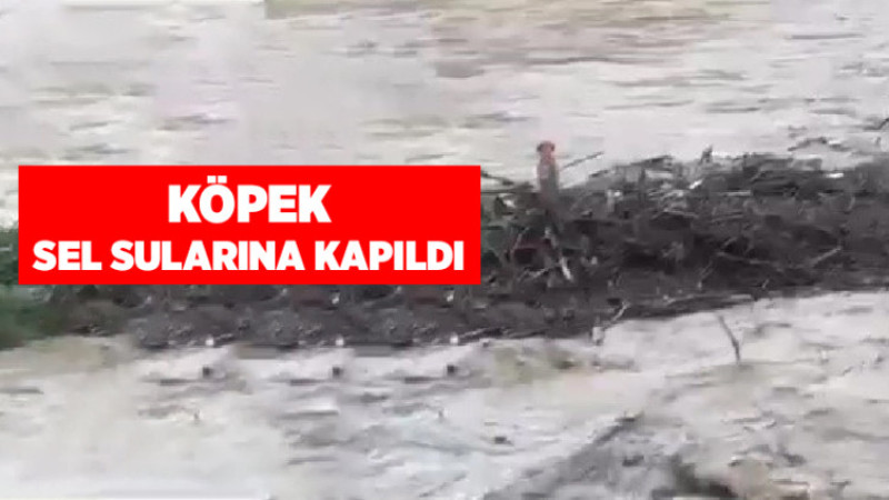 Köpek Sel Sularına Kapıldı