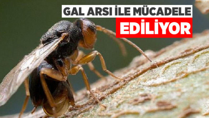 Gal Arısı ile Mücadele Ediliyor