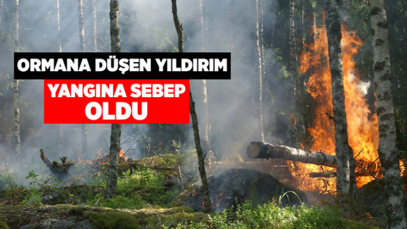 Ormana Düşen Yıldırım Yangına Sebep Oldu