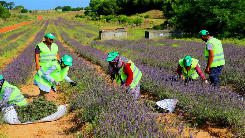 Sakarya'da 'Mor' Hasat Büyülüyor