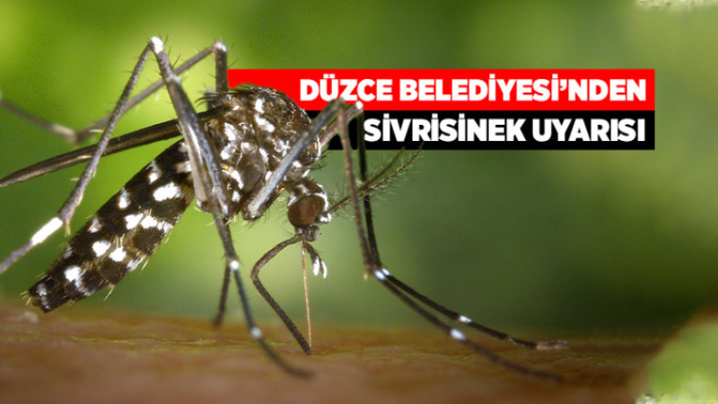 Düzce Belediyesi'nden Sivrisinek Uyarısı
