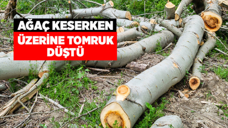 Ağaç Keserken Üzerine Tomruk Düştü