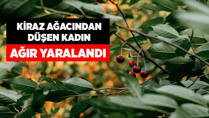 Kiraz Toplamak İçin Çıktığı Ağaçtan Düştü, Ağır Yaralandı