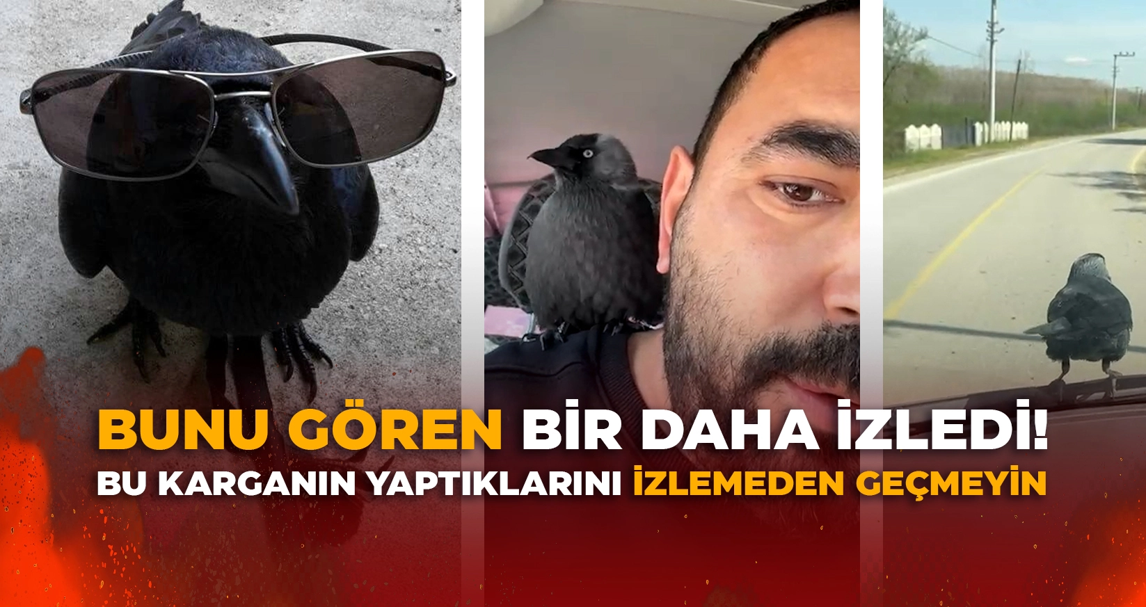 BU KARGANIN YAPTIKLARINI İZLEMEDEN GEÇMEYİN