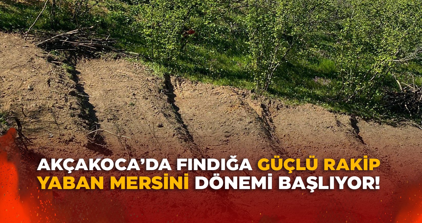 YABAN MERSİNİ DÖNEMİ BAŞLIYOR!