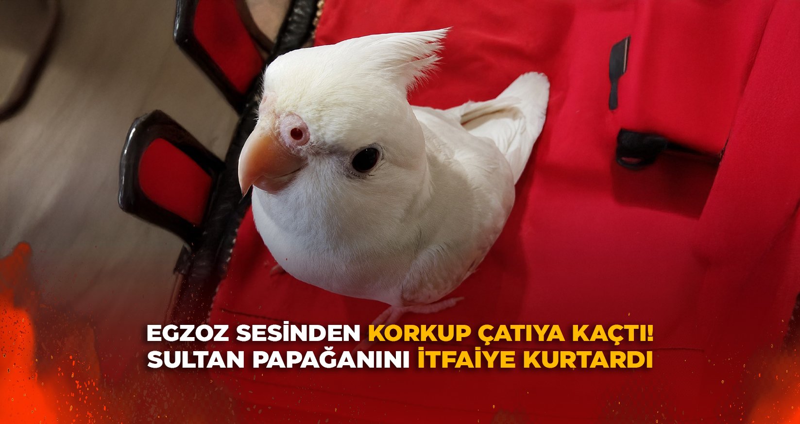 EGZOZ SESİNDEN KORKUP ÇATIYA KAÇTI!