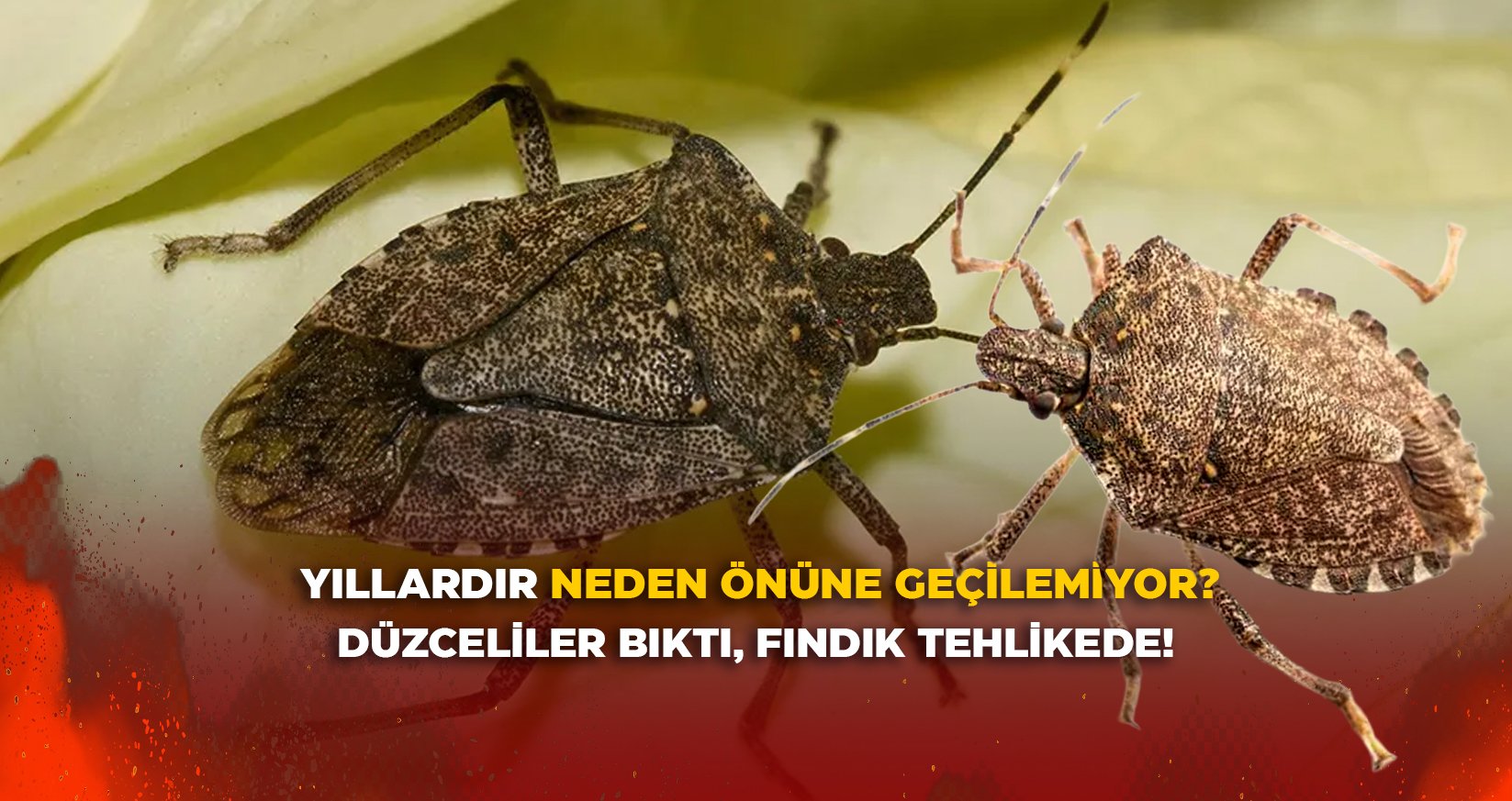 YILLARDIR NEDEN ÖNÜNE GEÇİLEMİYOR?