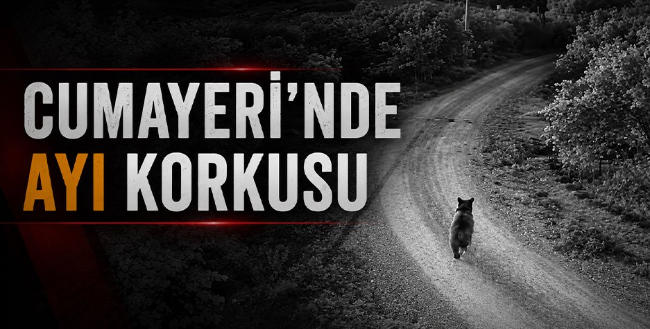 Cumayeri’nde ayı korkusu: “Bahçeye gidemez olduk!”