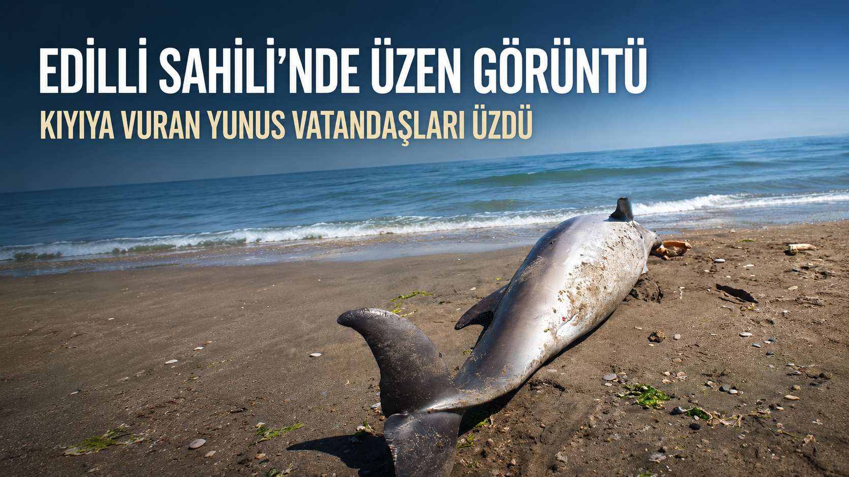 Akçakoca Edilli Sahili’nde Kıyıya Vuran Yunus Vatandaşları Üzdü