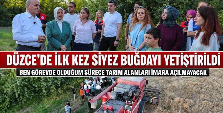 Düzce’de İlk Kez Siyez Buğdayı Yetiştirildi