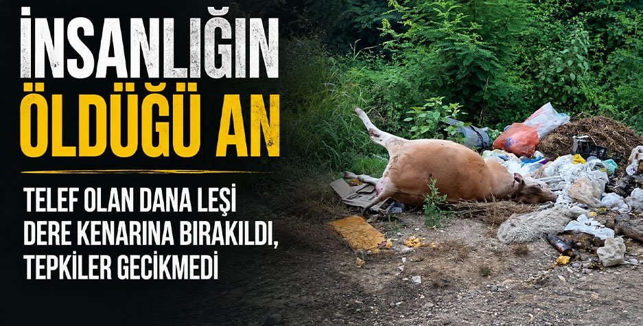 Akçakoca’da Telef Olan Dana Leşi Dere Kenarına Bırakıldı