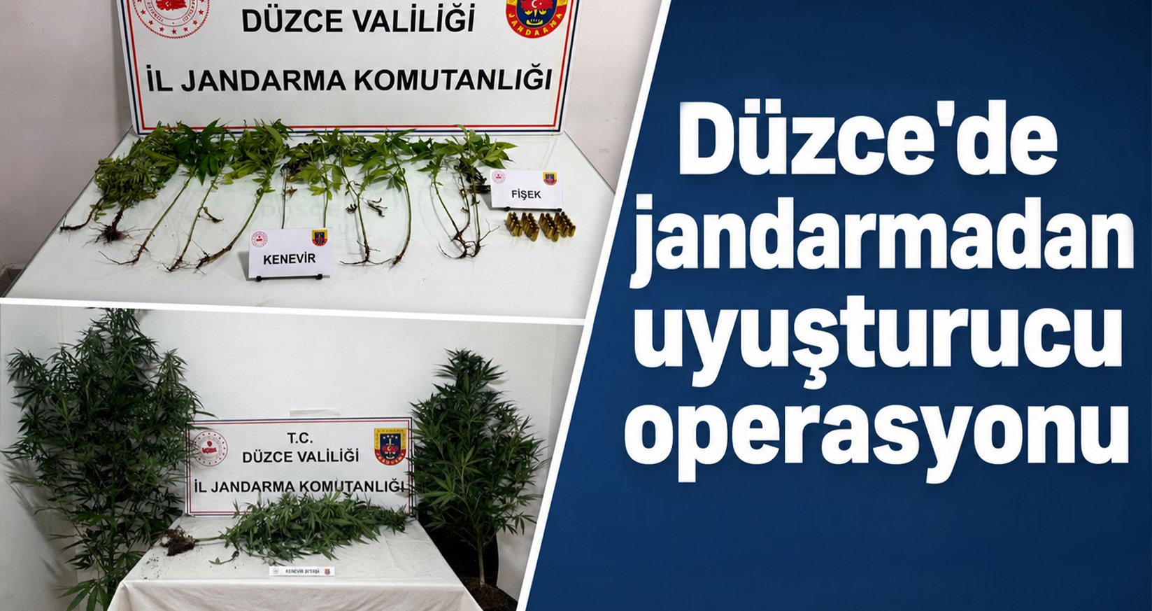 Düzce’de jandarmadan uyuşturucu operasyonu: Kenevir ele geçirildi