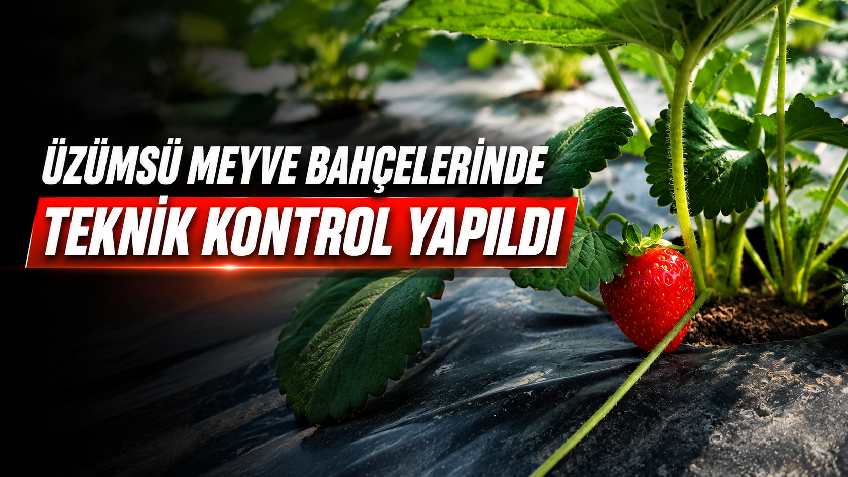 Üzümsü meyve bahçelerinde teknik kontrol yapıldı