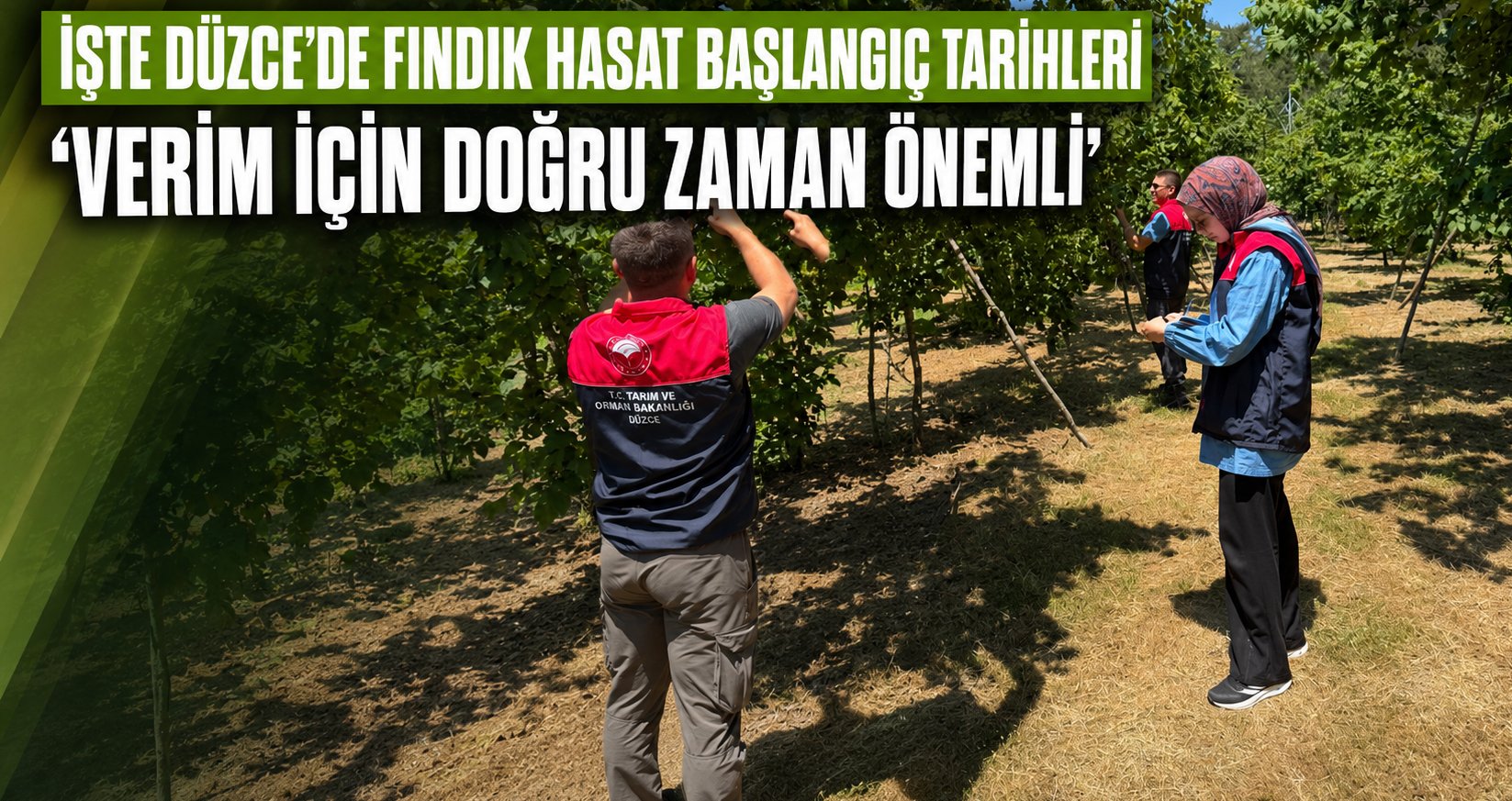 İşte Düzce’de Fındık Hasat Başlangıç Tarihleri
