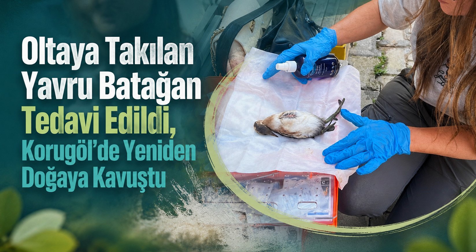Oltaya Takılan Yavru Batağan Tedavi Edildi, Korugöl’de Yeniden Doğaya Kavuştu