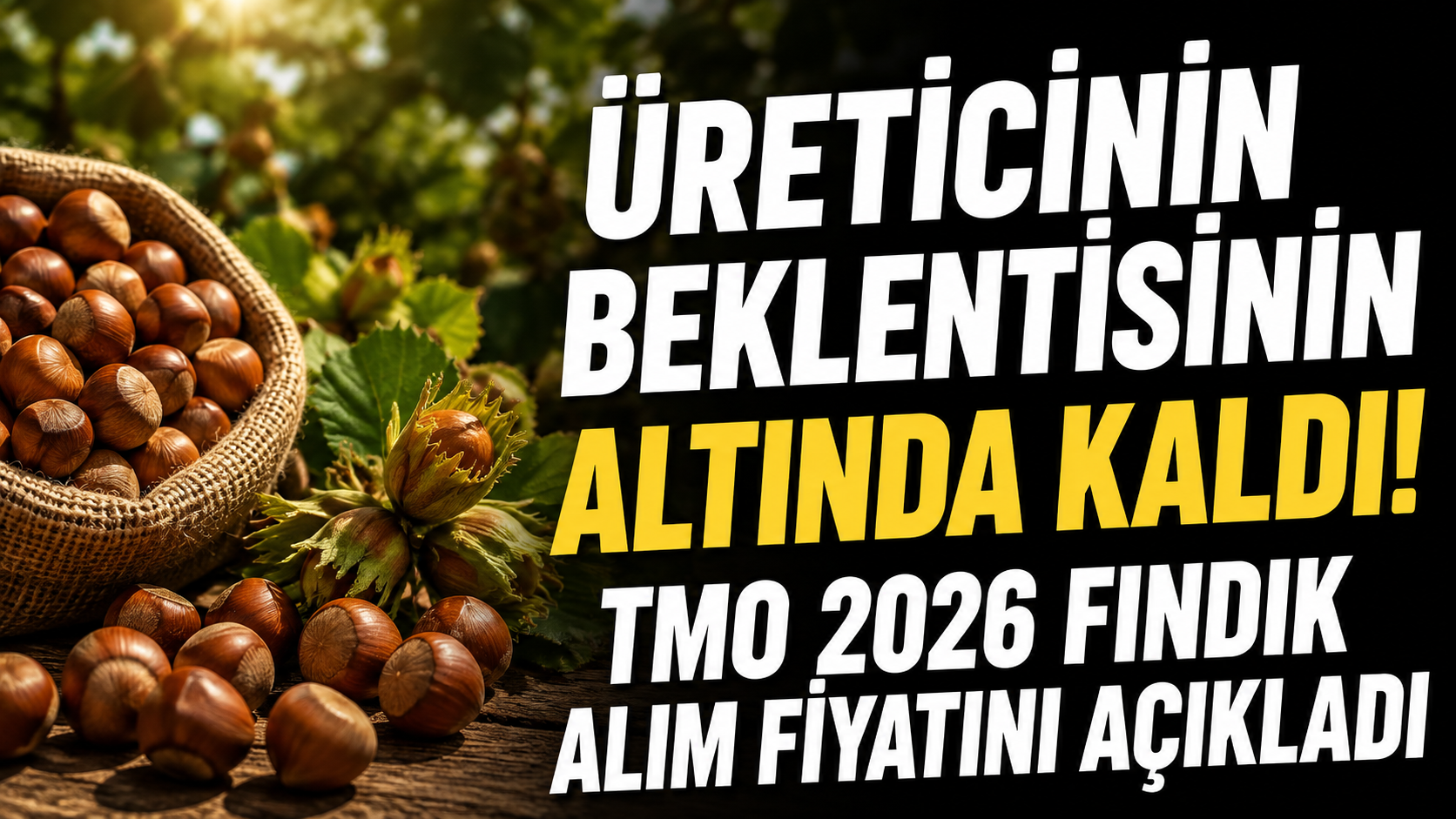 TMO 2026 Fındık Alım Fiyatını Açıkladı