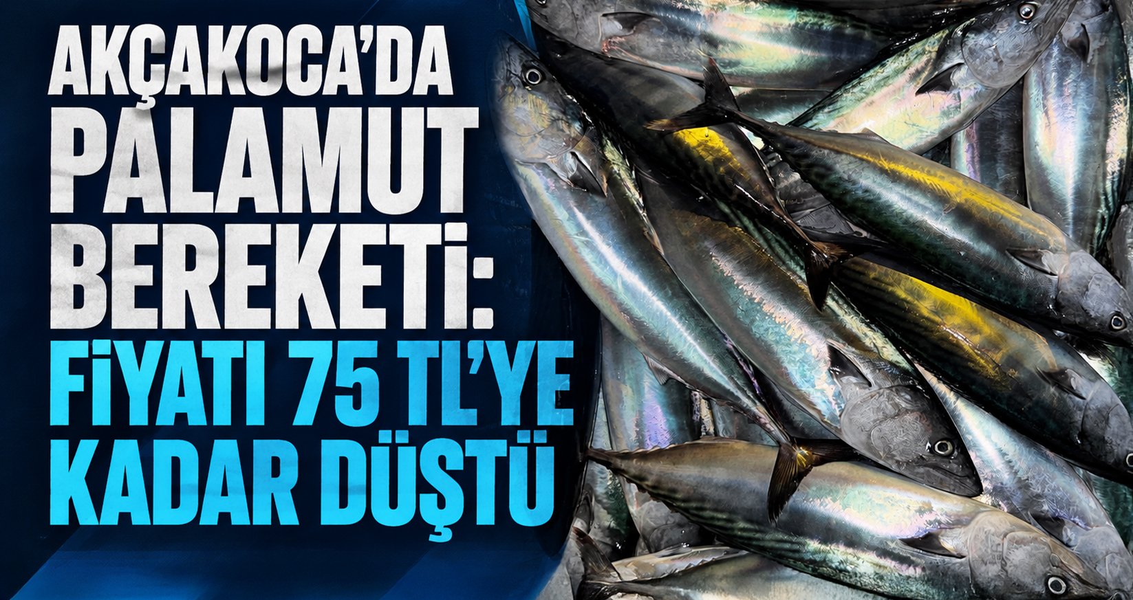 Akçakoca’da Palamut Bereketi: Fiyatı 75 TL’ye Kadar Düştü