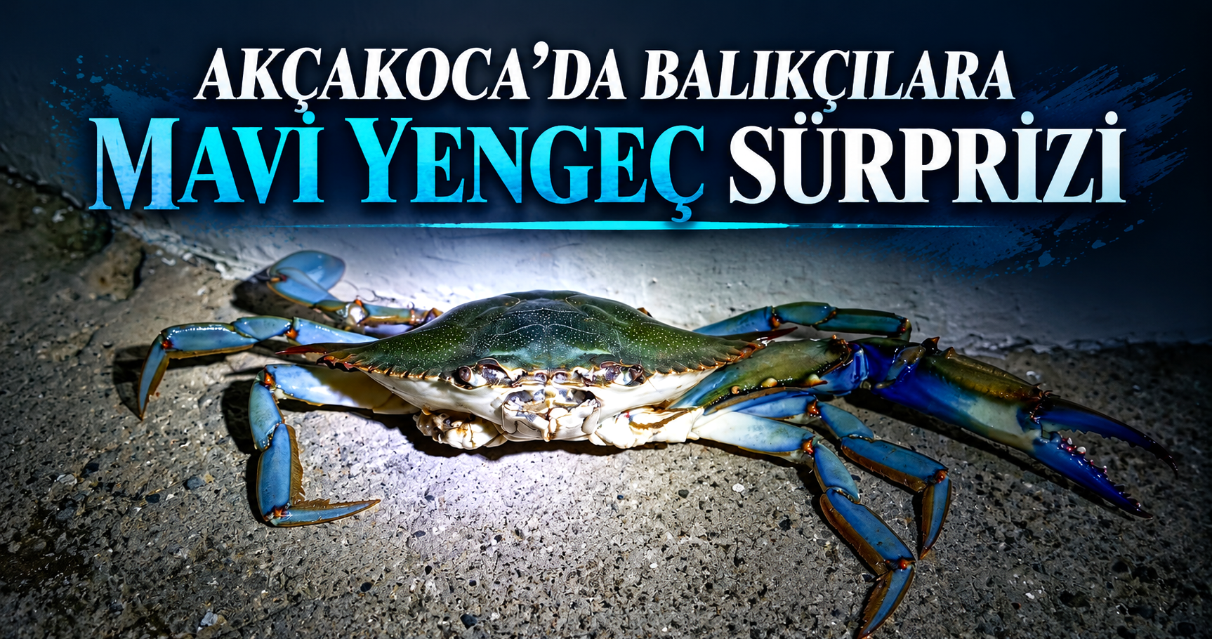 Akçakoca'da Balıkçılara Mavi Yengeç Sürprizi