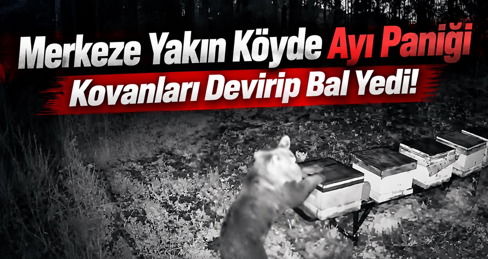 Merkeze Yakın Köyde Ayı Paniği