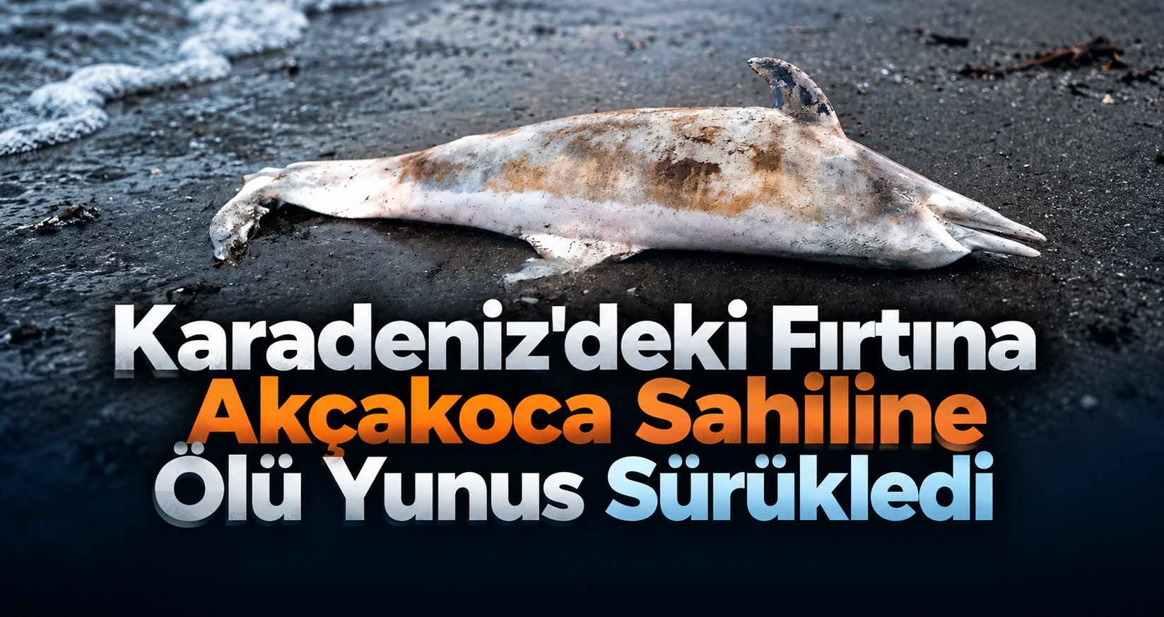 Karadeniz'deki Fırtına Akçakoca Sahiline Ölü Yunus Sürükledi